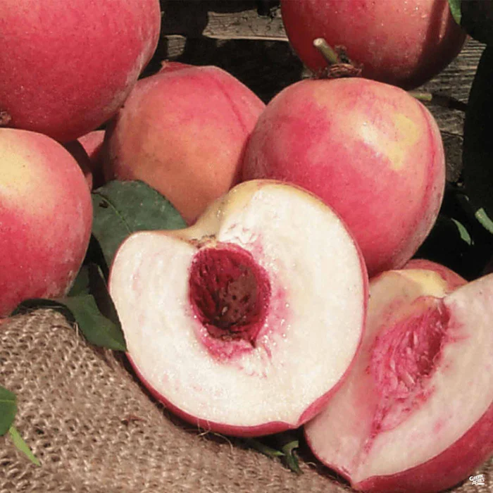 Peach 'Strawberry Free' Bareroot