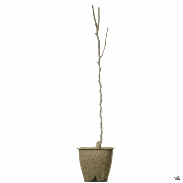Peach 'Strawberry Free' Bareroot