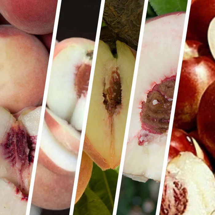 Peach and Nectarine Multi-Graft Combo #2 Bareroot