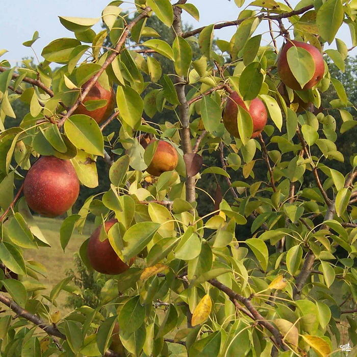 Pear 'Warren' Bareroot