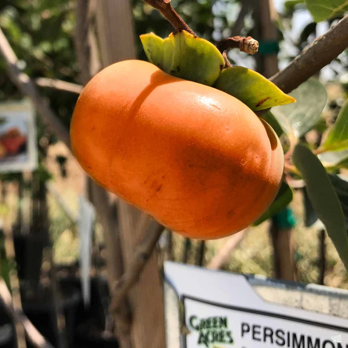Persimmon 'Giant Fuyu' Bareroot