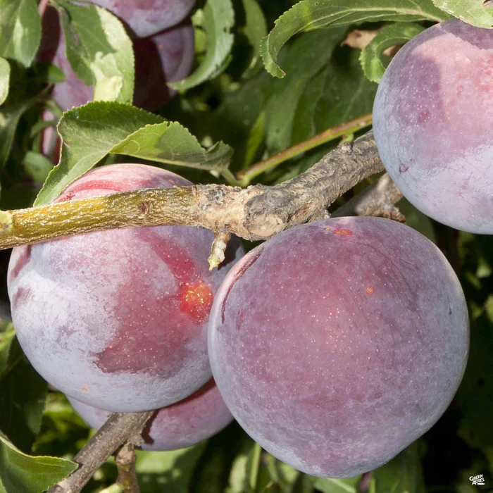 Plum 'Santa Rosa' Bareroot