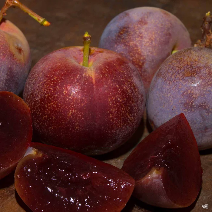 Plum 'Satsuma' Bareroot