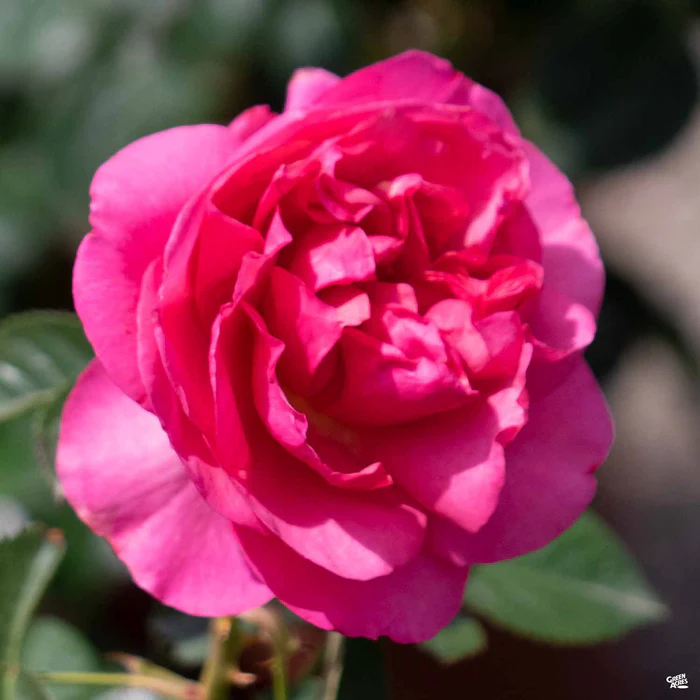 All Dressed Up Rose Bareroot