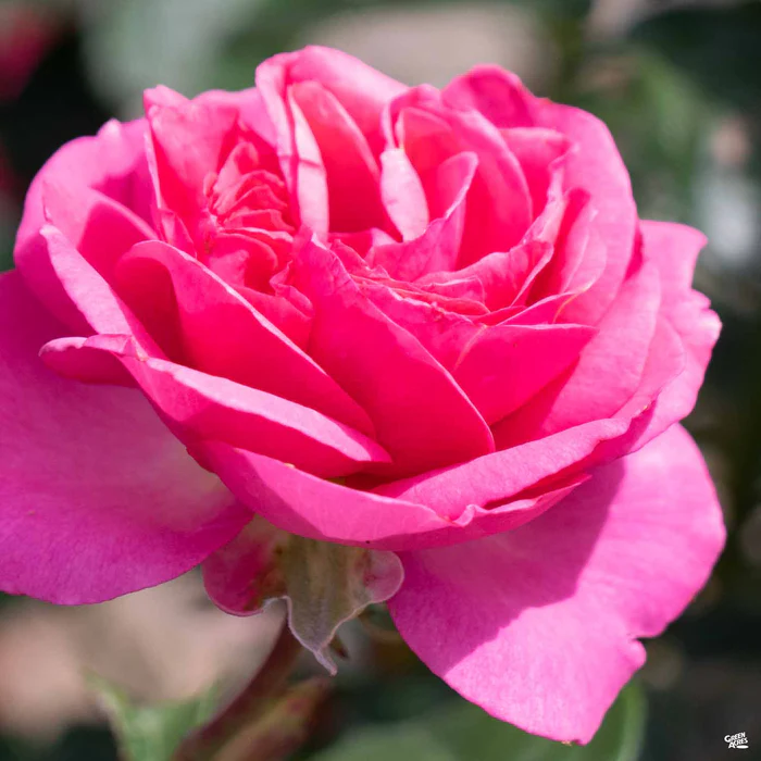 All Dressed Up Rose Bareroot