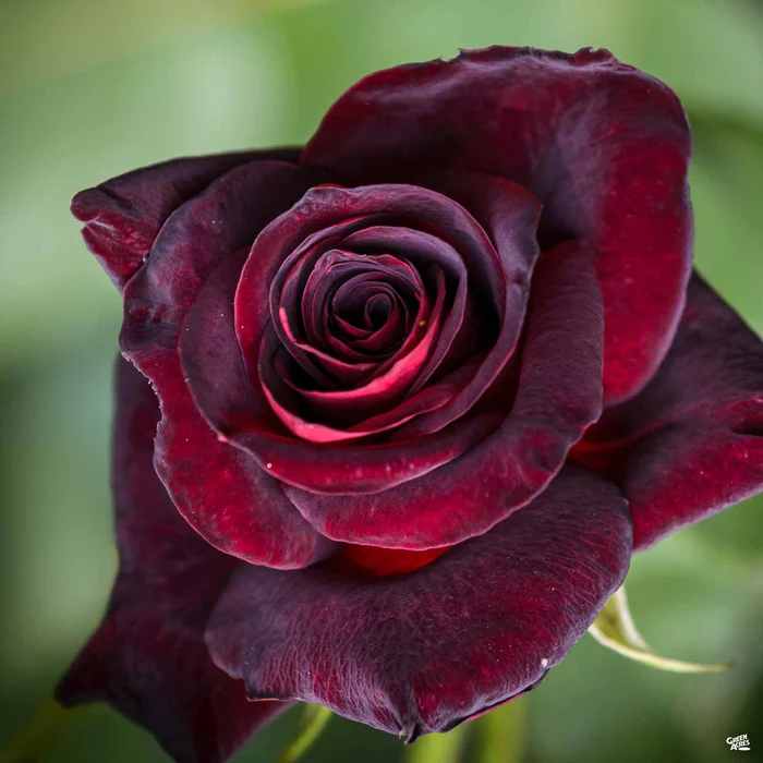 4607-black-baccara-rose-bareroot-1.webp Black Baccara Rose Bareroot