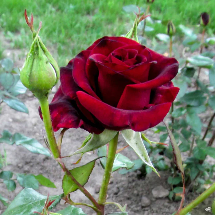 4607-black-baccara-rose-bareroot-2.webp Black Baccara Rose Bareroot