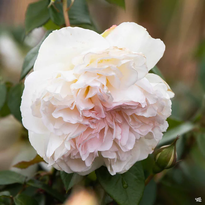 Bolero Rose Bareroot