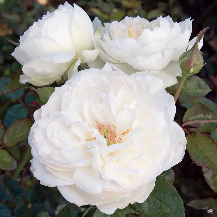 Bolero Rose Bareroot