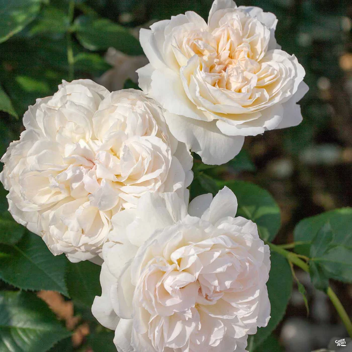 Bolero Rose Bareroot