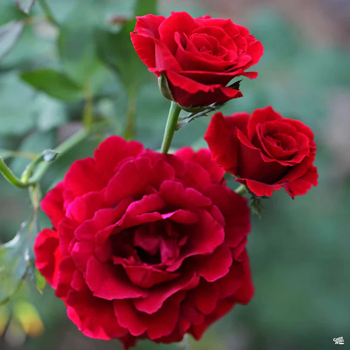 4612-climbing-rose-don-juan-bareroot-1.webp Climbing Rose 'Don Juan' Bareroot