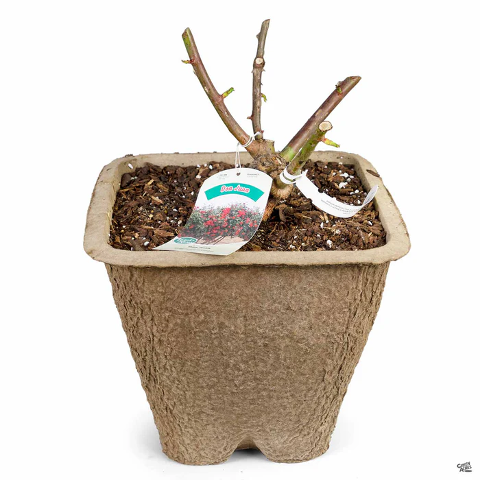 Climbing Rose 'Don Juan' Bareroot