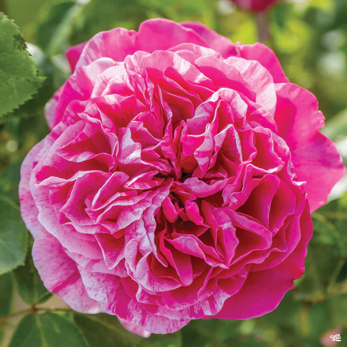 4617-climbing-rose-raspberry-cream-twirl-bareroot-1.webp Climbing Rose 'Raspberry Cream Twirl' Bareroot