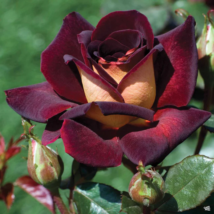 Dark Night Rose Bareroot