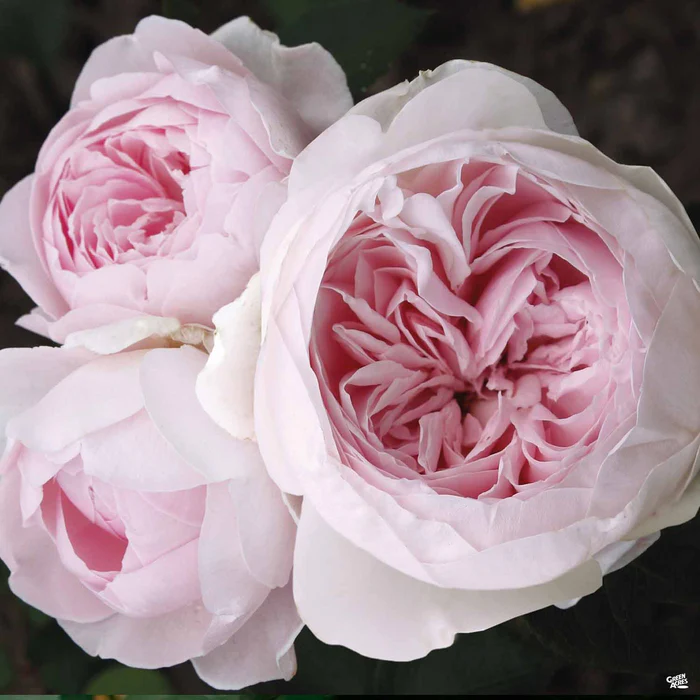 Earth Angel Rose Bareroot