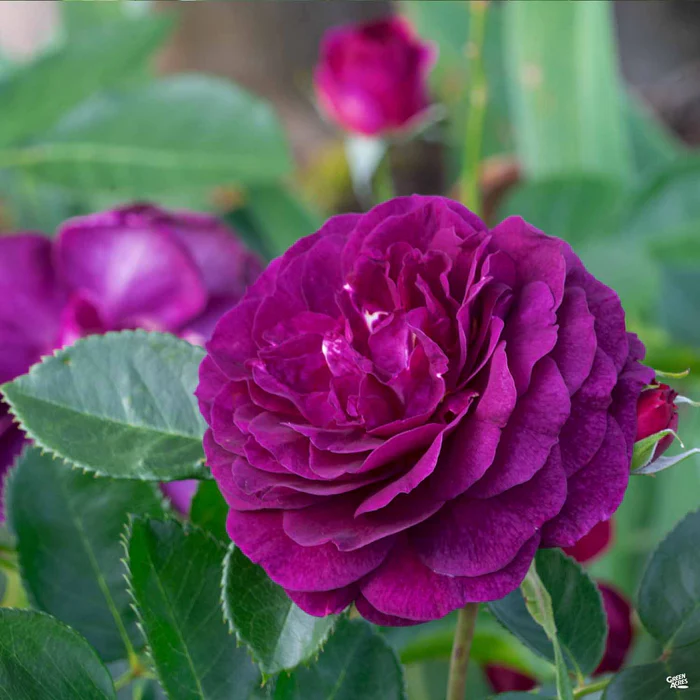 4621-ebb-tide-rose-bareroot-2.webp Ebb Tide Rose Bareroot