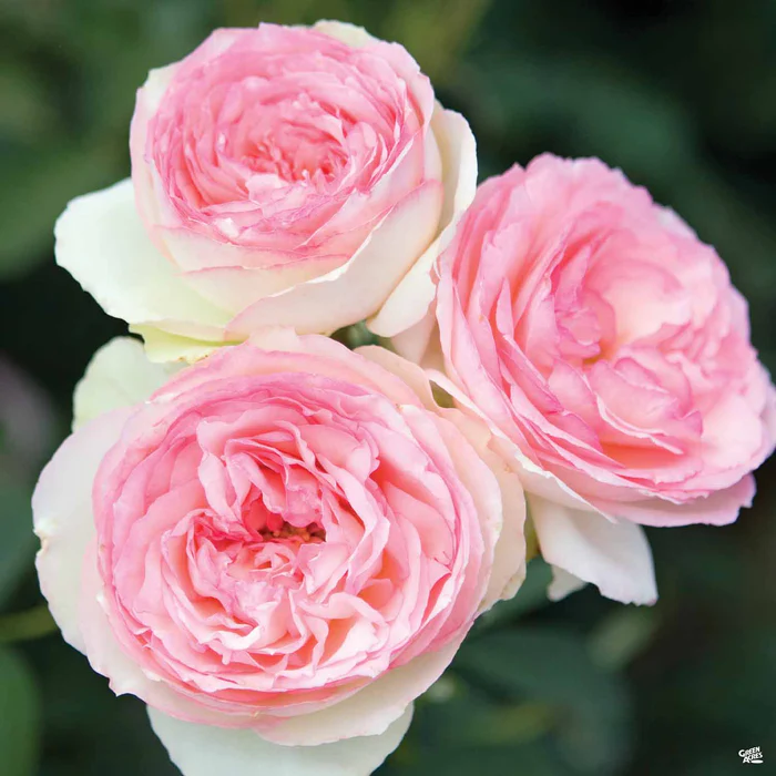 4624-eden-climbing-rose-bareroot-1.webp Eden Climbing Rose Bareroot