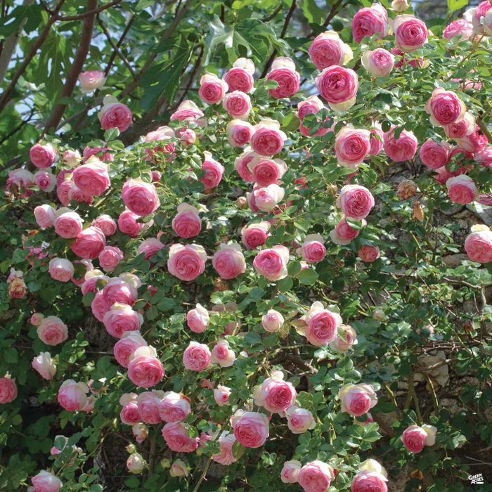 4624-eden-climbing-rose-bareroot-2.webp Eden Climbing Rose Bareroot