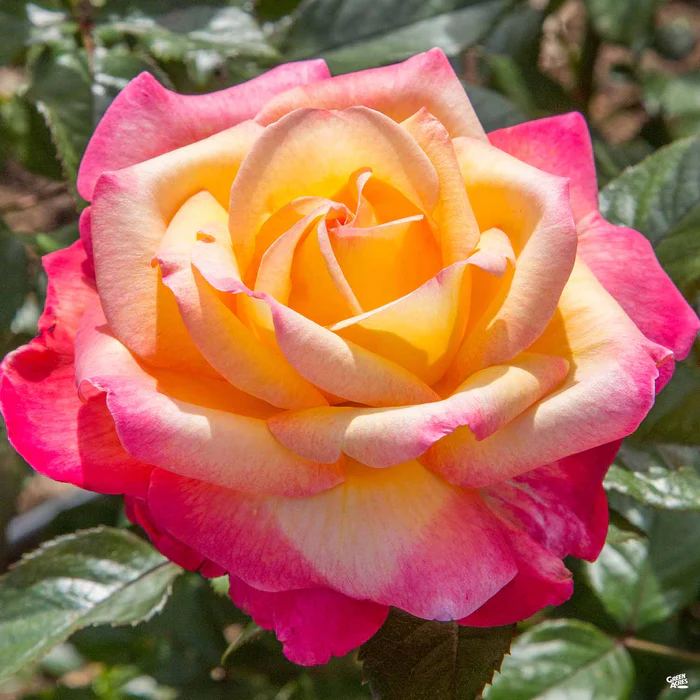 Enchanted Peace Rose Bareroot