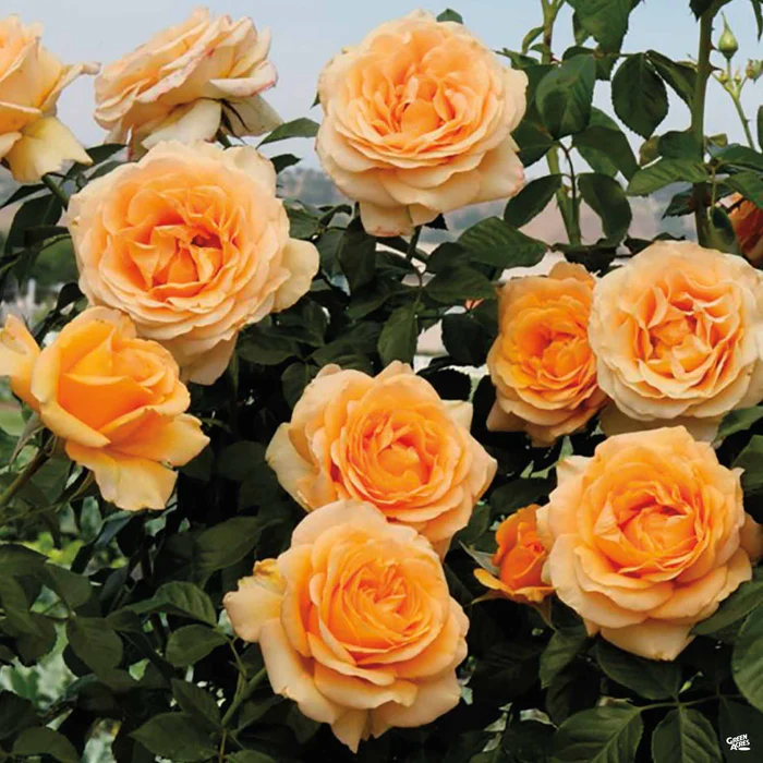 Golden Opportunity Climbing Rose Bareroot
