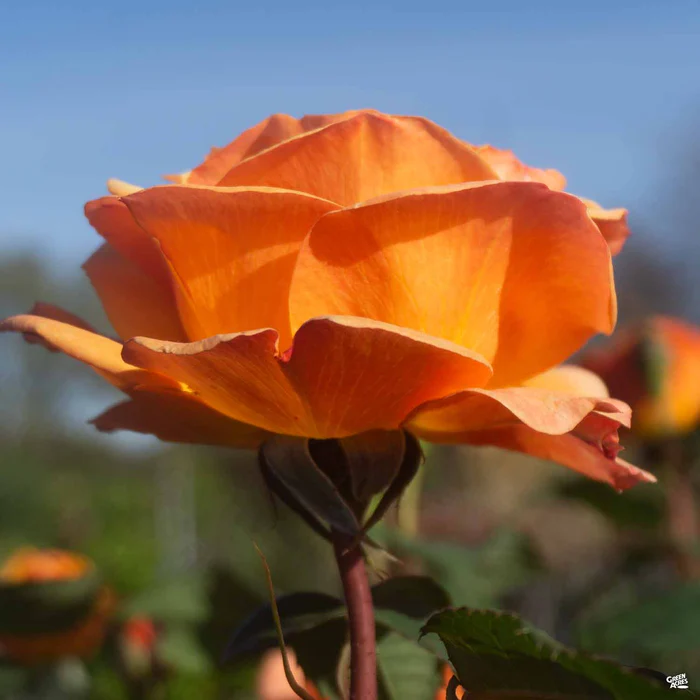 Good as Gold Rose Bareroot
