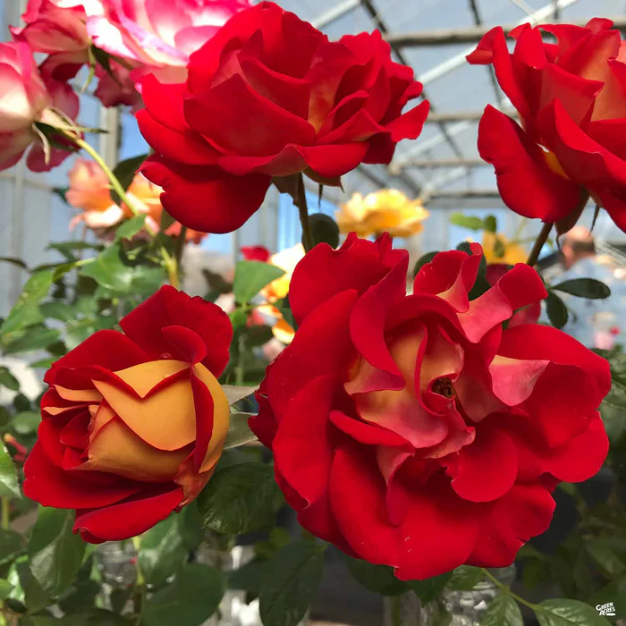 Ketchup & Mustard Rose Bareroot