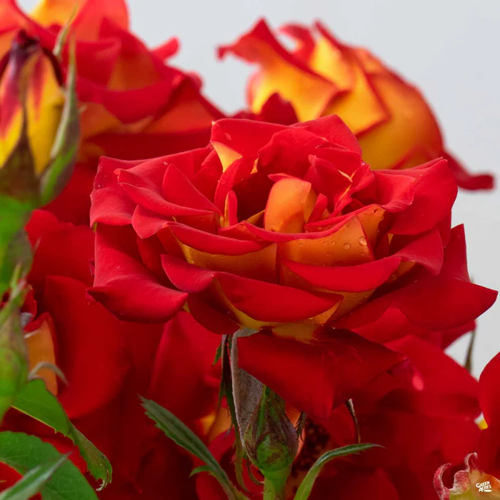 4629-ketchup-amp-mustard-rose-bareroot-2.webp Ketchup & Mustard Rose Bareroot