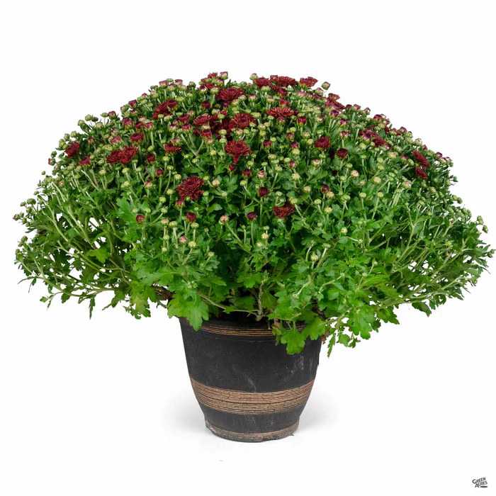 463-chrysanthemum-10-cache-1.webp Chrysanthemum 10" Cache