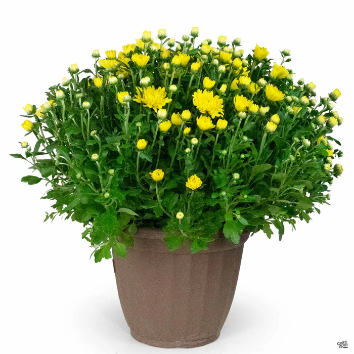 463-chrysanthemum-10-cache-2.webp Chrysanthemum 10" Cache