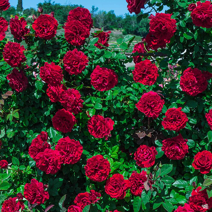 4632-lady-in-red-climbing-rose-bareroot-1.webp Lady in Red Climbing Rose Bareroot