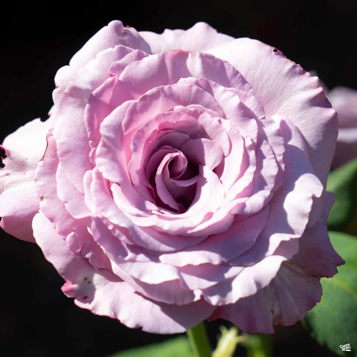 Neptune Rose Bareroot