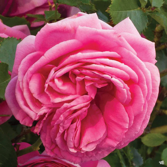Pretty in Pink Eden Climbing Rose Bareroot