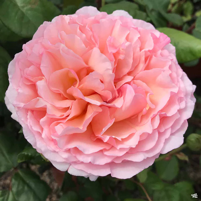 4638-princess-charlene-de-monaco-rose-bareroot-1.webp Princess Charlene de Monaco Rose Bareroot