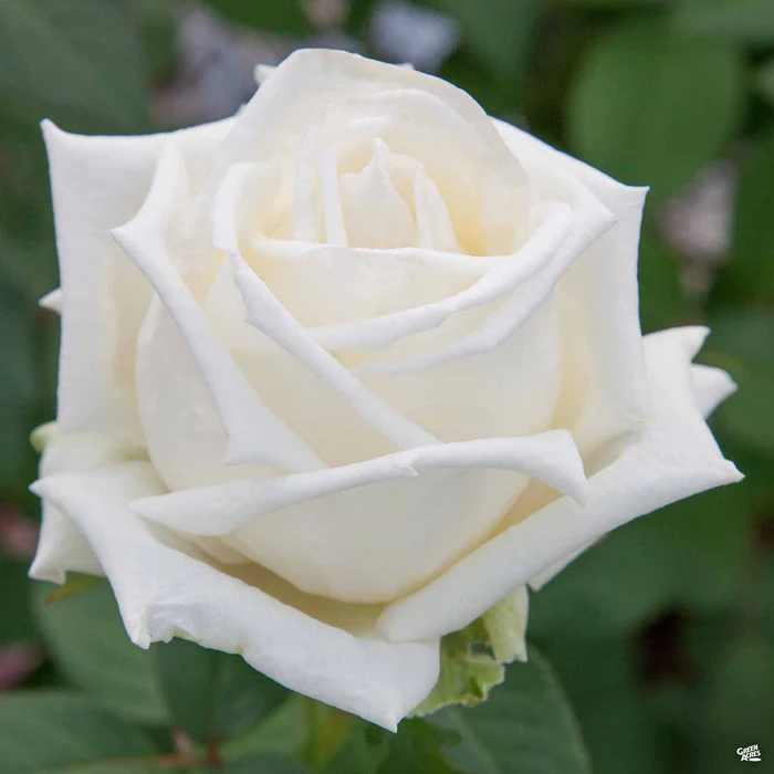 Queen Mary 2 Rose Bareroot
