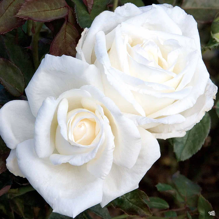 Queen Mary 2 Rose Bareroot
