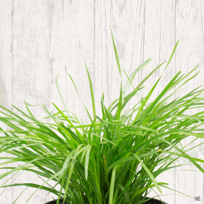 464-lomandra-lime-tuff-1.webp Lomandra 'Lime Tuff'