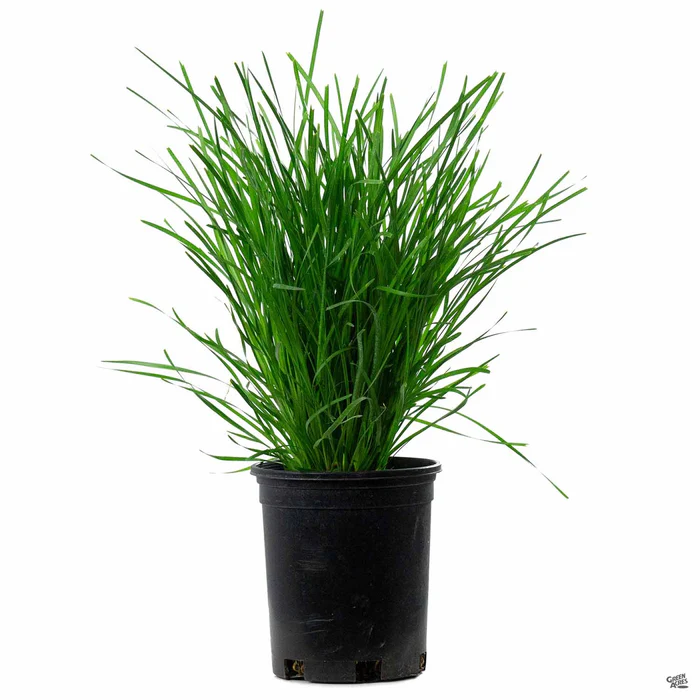 464-lomandra-lime-tuff-2.webp Lomandra 'Lime Tuff'