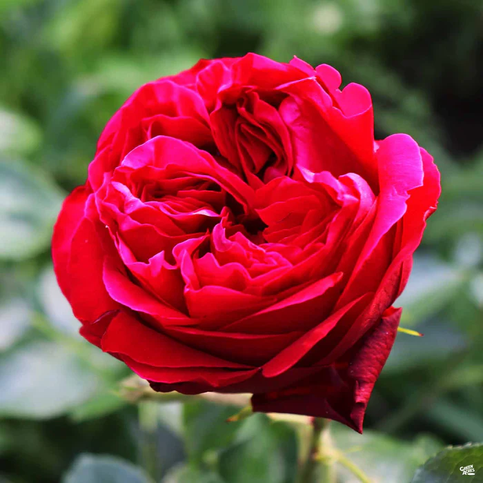 4640-red-eden-climbing-rose-bareroot-1.webp Red Eden Climbing Rose Bareroot