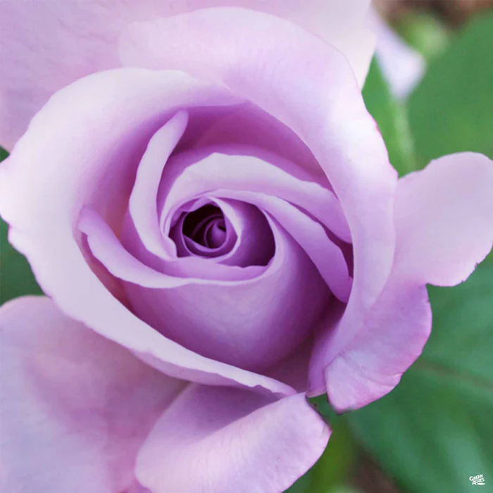 4641-rose-blue-girl-bareroot-1.webp Rose 'Blue Girl' Bareroot