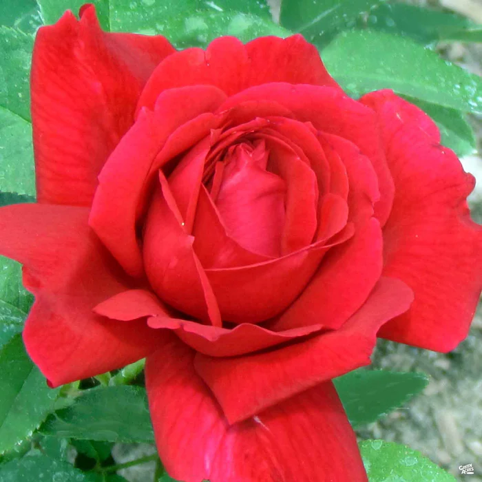 4644-rose-chrysler-imperial-bareroot-1.webp Rose 'Chrysler Imperial' Bareroot