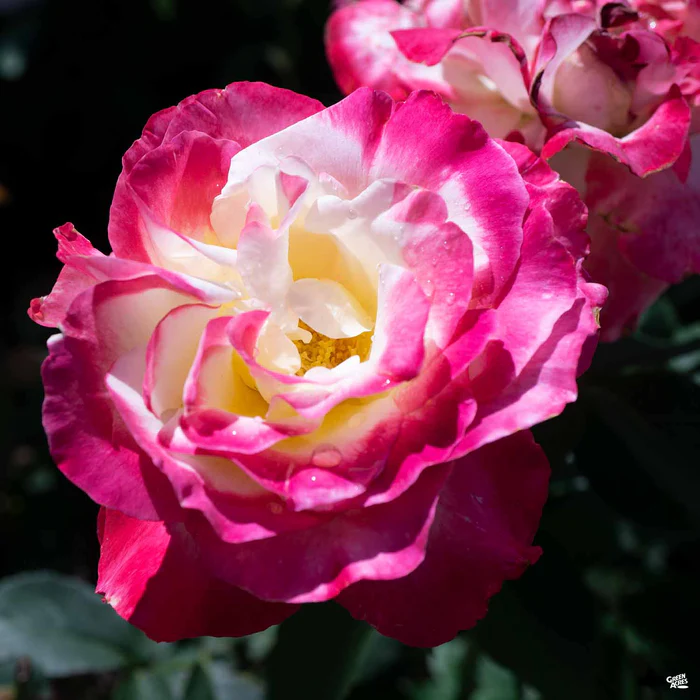 Rose 'Double Delight' Bareroot