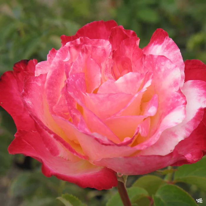 Rose 'Double Delight' Bareroot