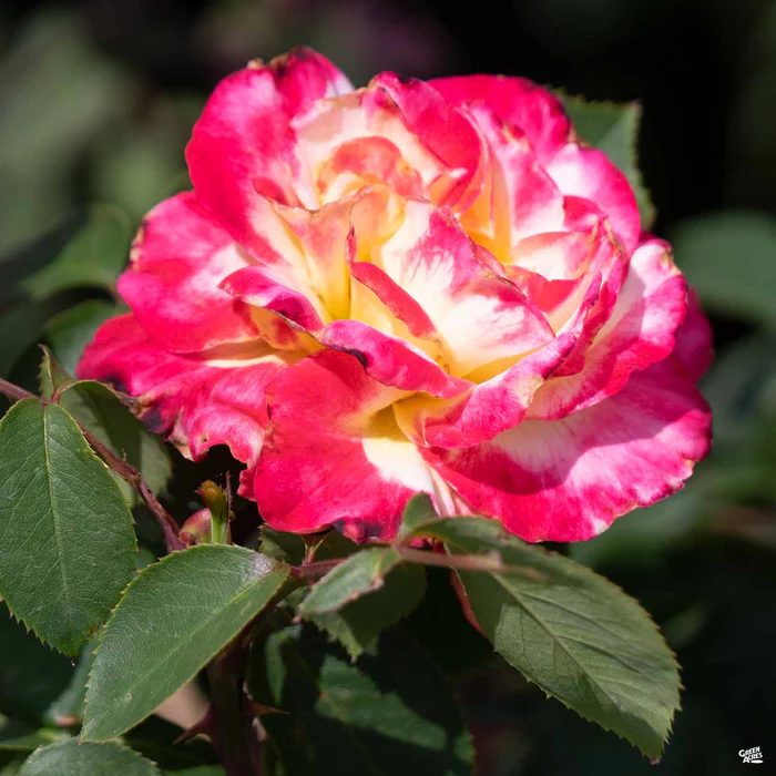Rose 'Double Delight' Bareroot