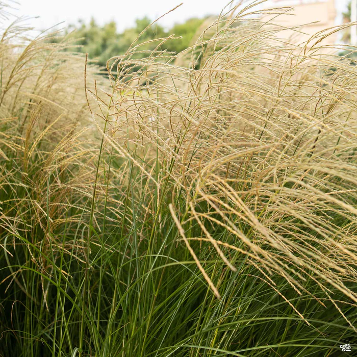 465-maiden-grass-gracillimus-1.webp Maiden Grass 'Gracillimus'