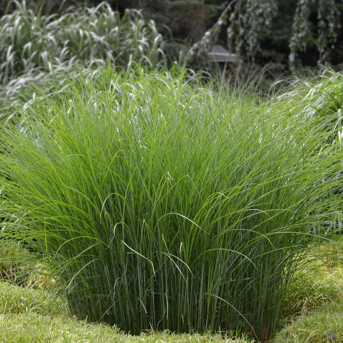 465-maiden-grass-gracillimus-2.webp Maiden Grass 'Gracillimus'