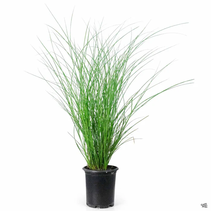 465-maiden-grass-gracillimus-3.webp Maiden Grass 'Gracillimus'