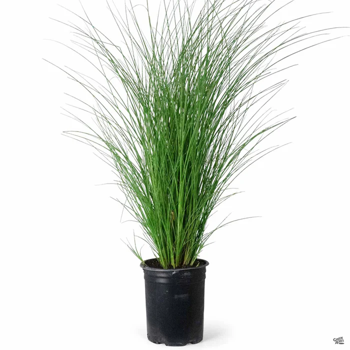 465-maiden-grass-gracillimus-4.webp Maiden Grass 'Gracillimus'