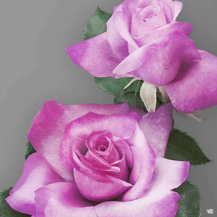 Rose 'Fragrant Plum' Bareroot