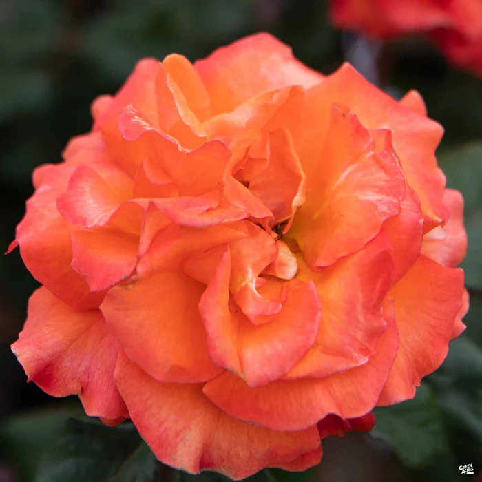4652-rose-gingersnap-bareroot-1.webp Rose 'Gingersnap' Bareroot