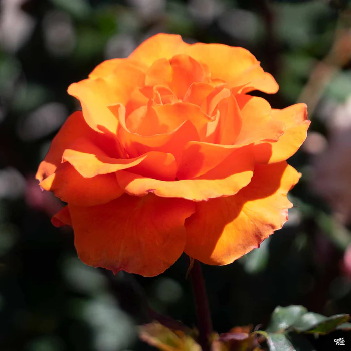 4652-rose-gingersnap-bareroot-4.webp Rose 'Gingersnap' Bareroot